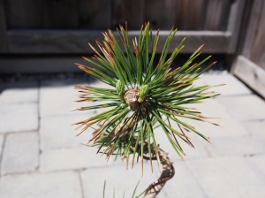 Black Pine with Buds Removed