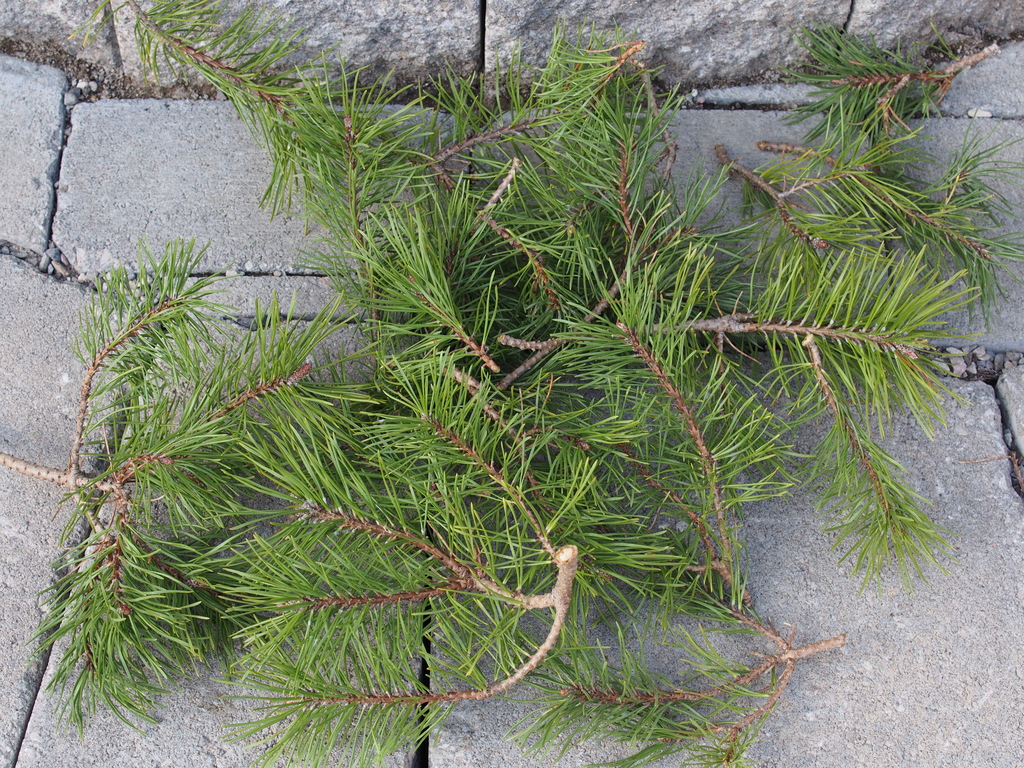 When should I trim my mugo pine?